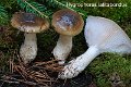 Hygrophorus latitabundus-amf957